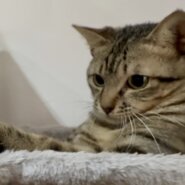 小さめの男の子タラちゃん！