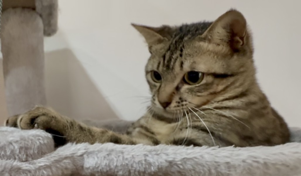 小さめの男の子タラちゃん！