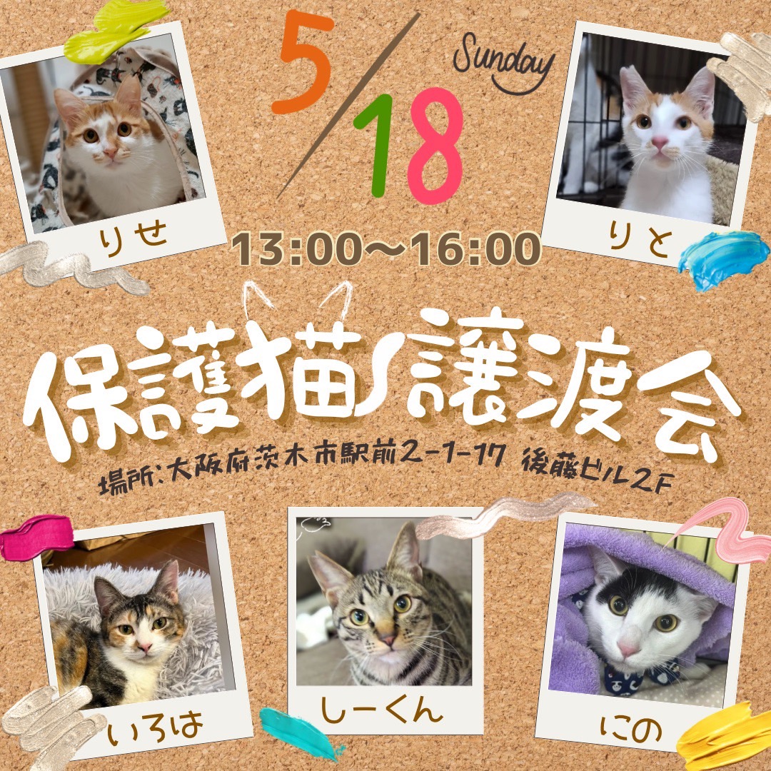 5/18（日）teamしっぽ譲渡会in大阪府茨木市