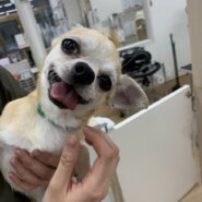 甘えん坊のまさお君