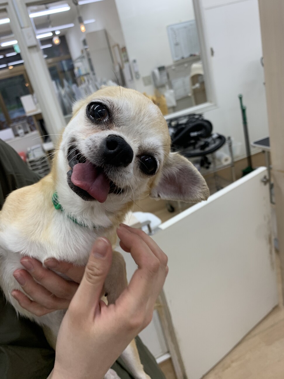 甘えん坊のまさお君