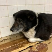 命に期限がつけられた犬の里親募集（山口県）殺処分対象❗️収容期限5/8迄❗️延長なし