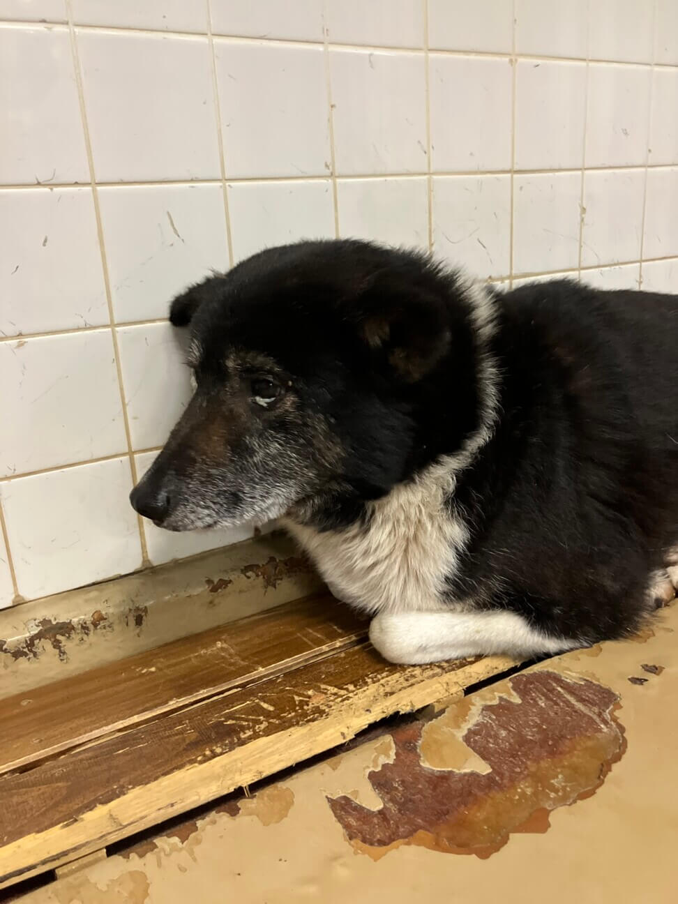 命に期限がつけられた犬の里親募集（山口県）殺処分対象❗️収容期限5/8迄❗️延長なし