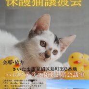 【さいたま市見沼区】6/15(日)ハレノテラス保護猫譲渡会