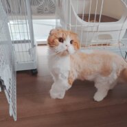 in江南市☆そろそろ子猫も？☆保護猫達をオウチに迎えよう☆2025年5月11日（日）～ 非営利団体「ちーむ にゃいんず」