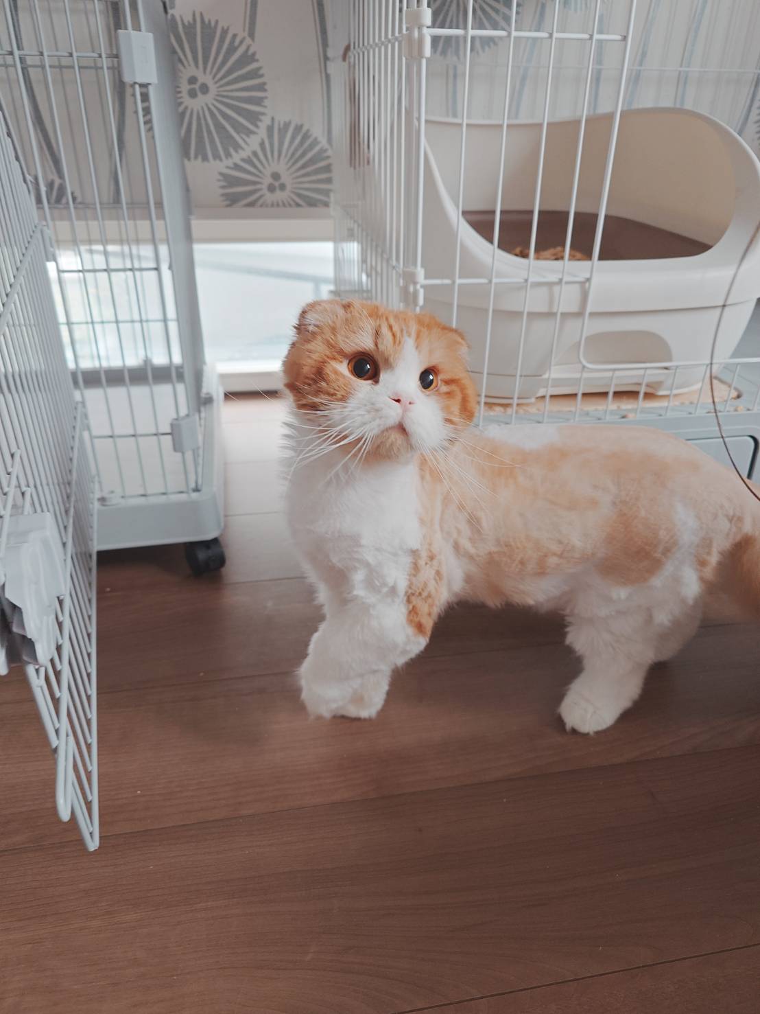 in江南市☆そろそろ子猫も？☆保護猫達をオウチに迎えよう☆2025年5月11日（日）～ 非営利団体「ちーむ にゃいんず」