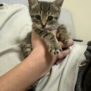 in名古屋市☆そろそろ子猫も？☆保護猫達をオウチに迎えよう☆2025年5月11日（日）～ 非営利団体「ちーむ にゃいんず」