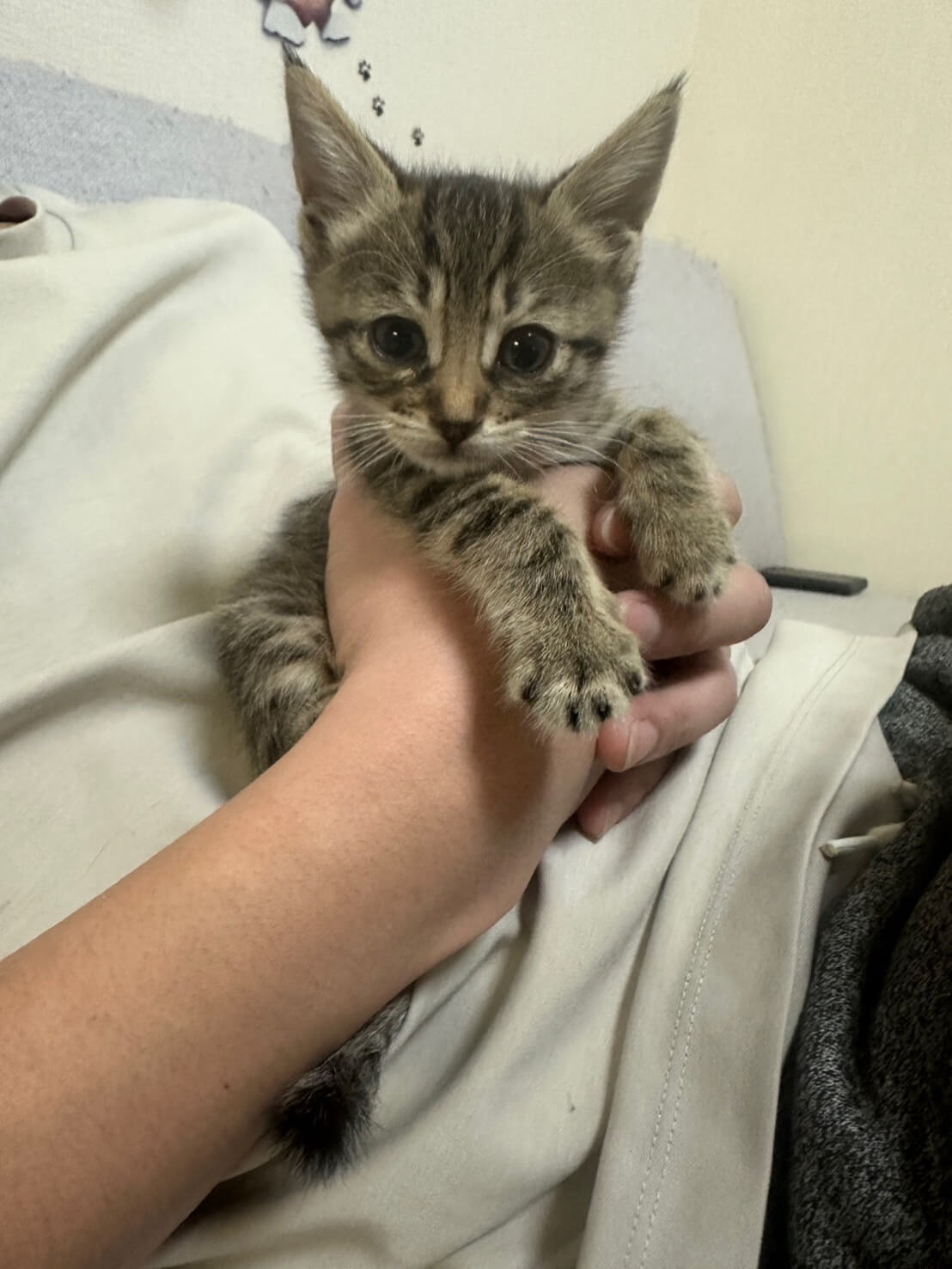 in名古屋市☆そろそろ子猫も？☆保護猫達をオウチに迎えよう☆2025年5月11日（日）～ 非営利団体「ちーむ にゃいんず」