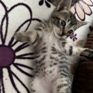 in春日井市☆ついに子猫も？☆保護猫達を暖かいオウチに迎えよう☆2025年5月17日（土）～ 非営利団体「ちーむ にゃいんず」