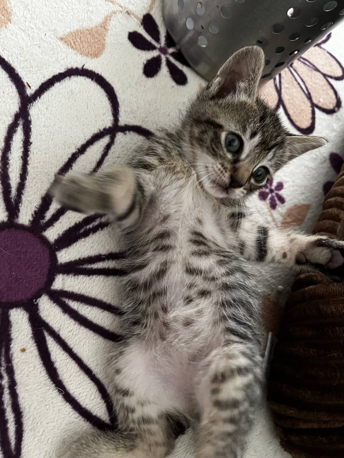 in春日井市☆ついに子猫も？☆保護猫達を暖かいオウチに迎えよう☆2025年5月17日（土）～ 非営利団体「ちーむ にゃいんず」