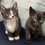 in岡崎市☆ついに子猫も？☆保護猫達を暖かいオウチに迎えよう☆2025年5月17日（土）～ 非営利団体「ちーむ にゃいんず」