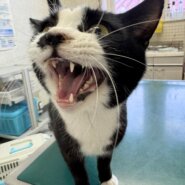 人たらし♡油断しかしてないｗ激甘男　こまつ君