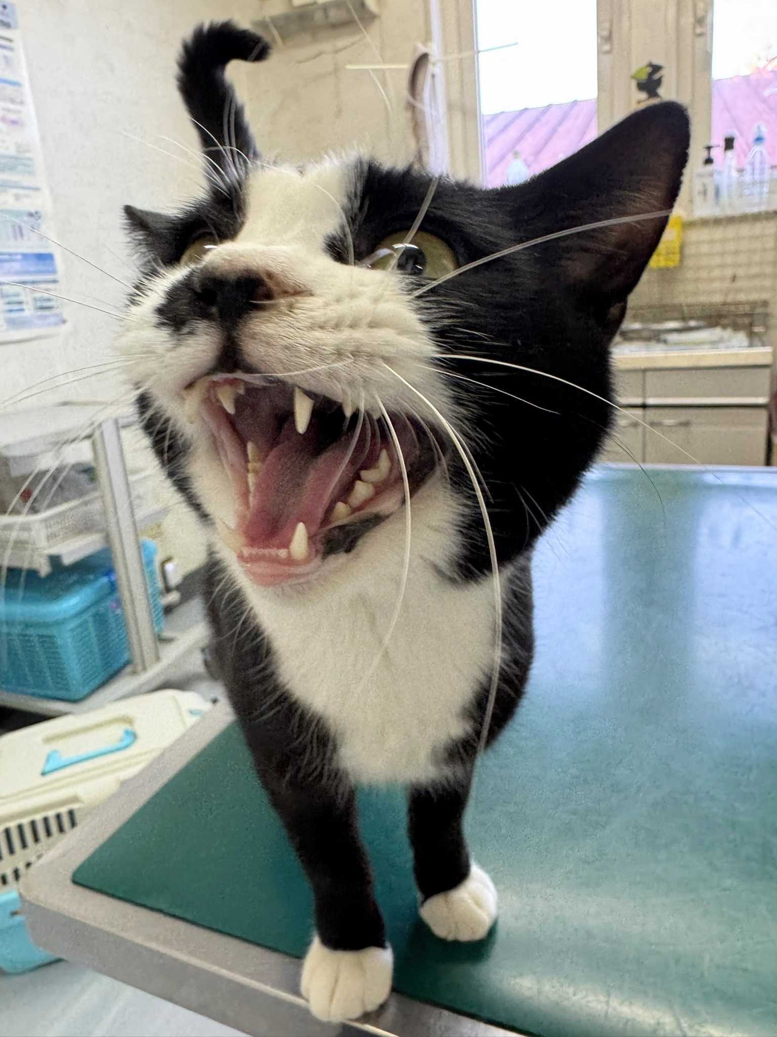 人たらし♡油断しかしてないｗ激甘男　こまつ君