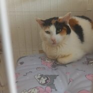 復活したみけちゃん