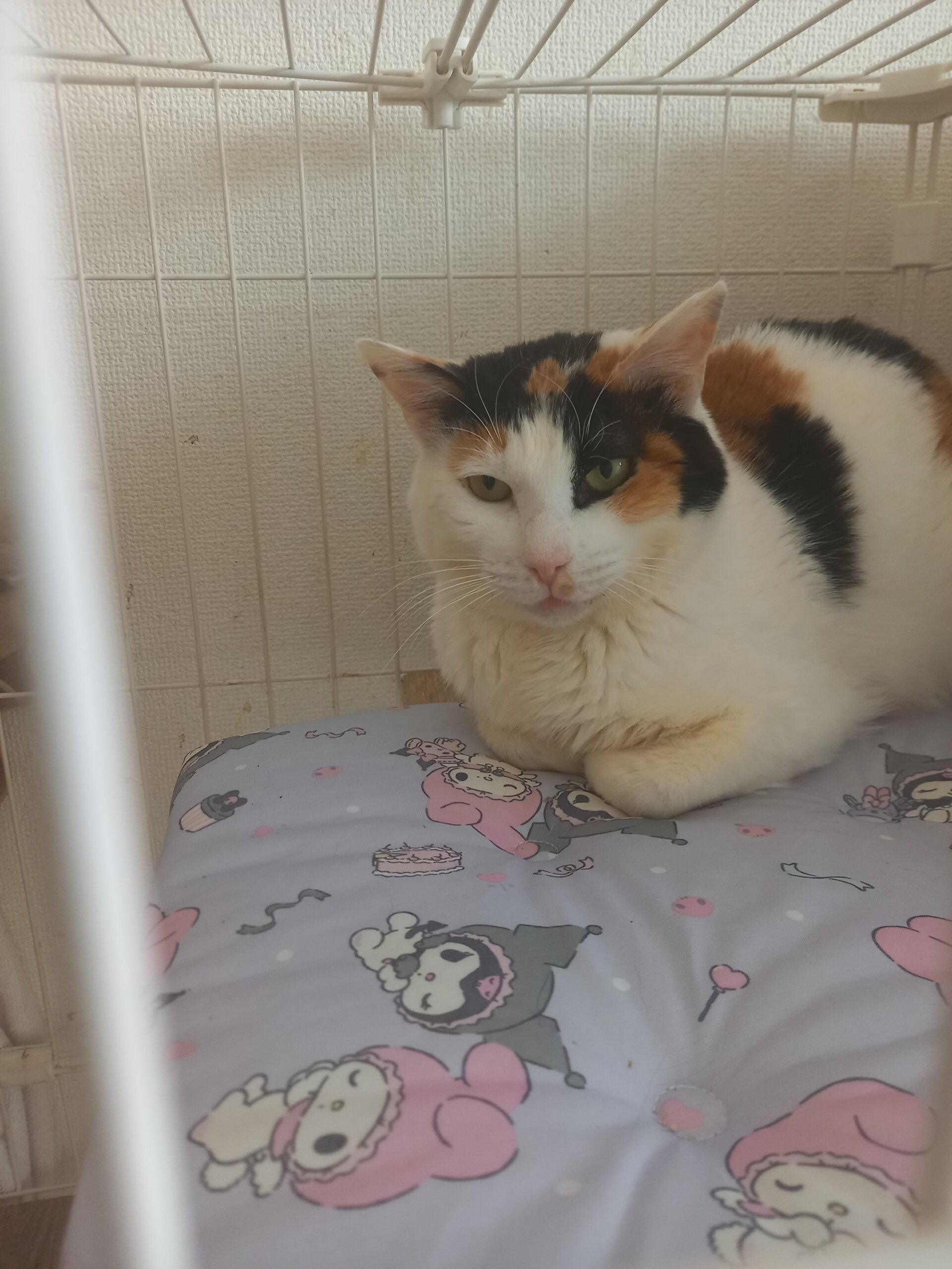 復活したみけちゃん