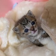 in江南市☆そろそろ子猫も？☆保護猫達をオウチに迎えよう☆2025年5月25日（日）～ 非営利団体「ちーむ にゃいんず」