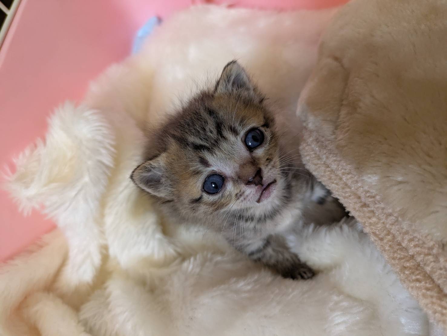 in江南市☆そろそろ子猫も？☆保護猫達をオウチに迎えよう☆2025年5月25日（日）～ 非営利団体「ちーむ にゃいんず」