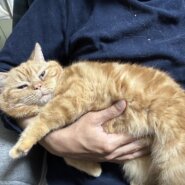 in日進市☆そろそろ子猫も？☆保護猫をオウチに迎えよう☆2025年5月25日（日）～ 非営利団体「ちーむ にゃいんず」