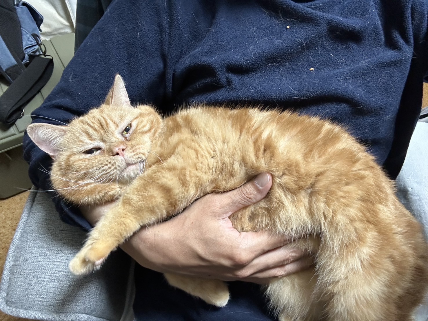 in日進市☆そろそろ子猫も？☆保護猫をオウチに迎えよう☆2025年5月25日（日）～ 非営利団体「ちーむ にゃいんず」