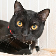 【譲渡決定】ライドウ：人間大好き！　甘えん坊