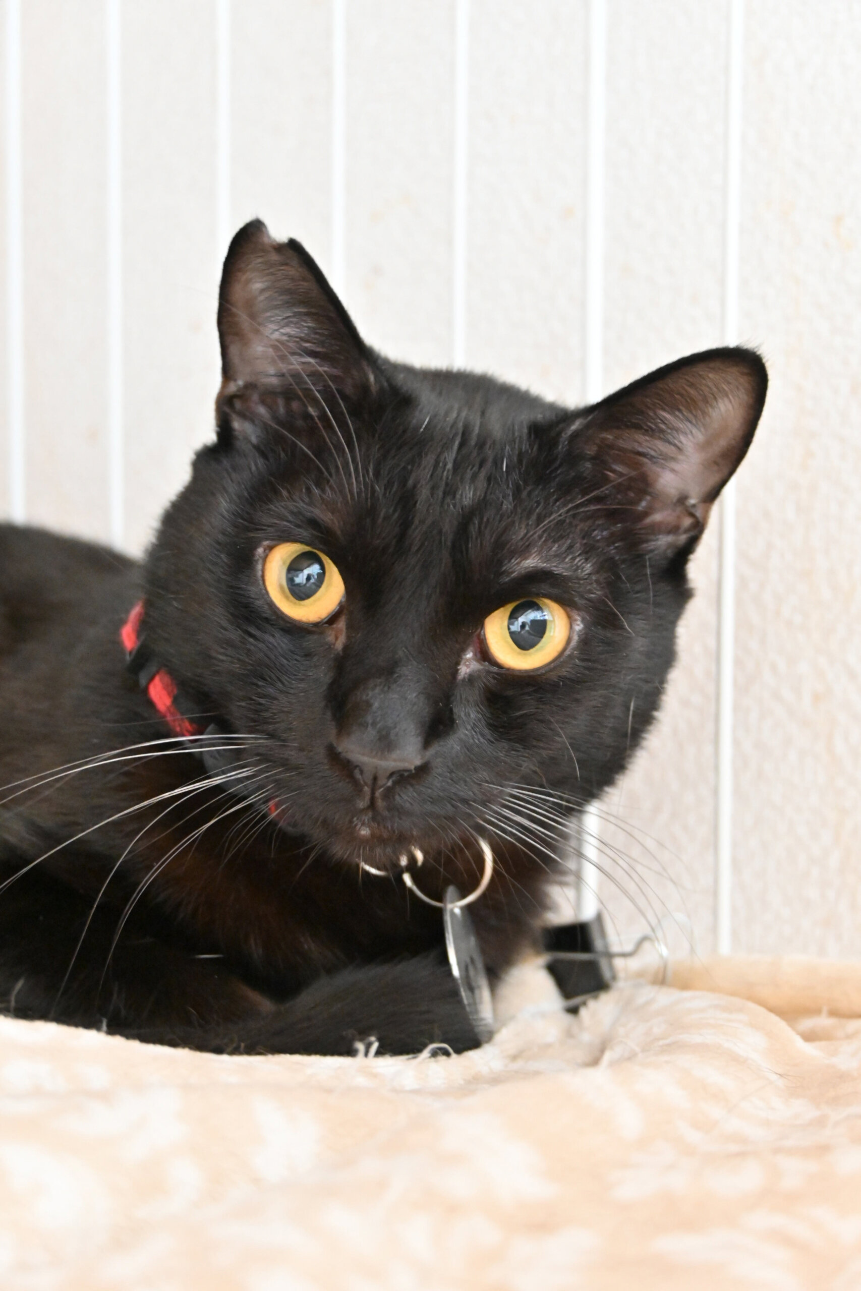 【譲渡決定】ライドウ：人間大好き！　甘えん坊