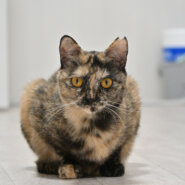 【譲渡決定】きゅみ：人に興味津々の小顔女子