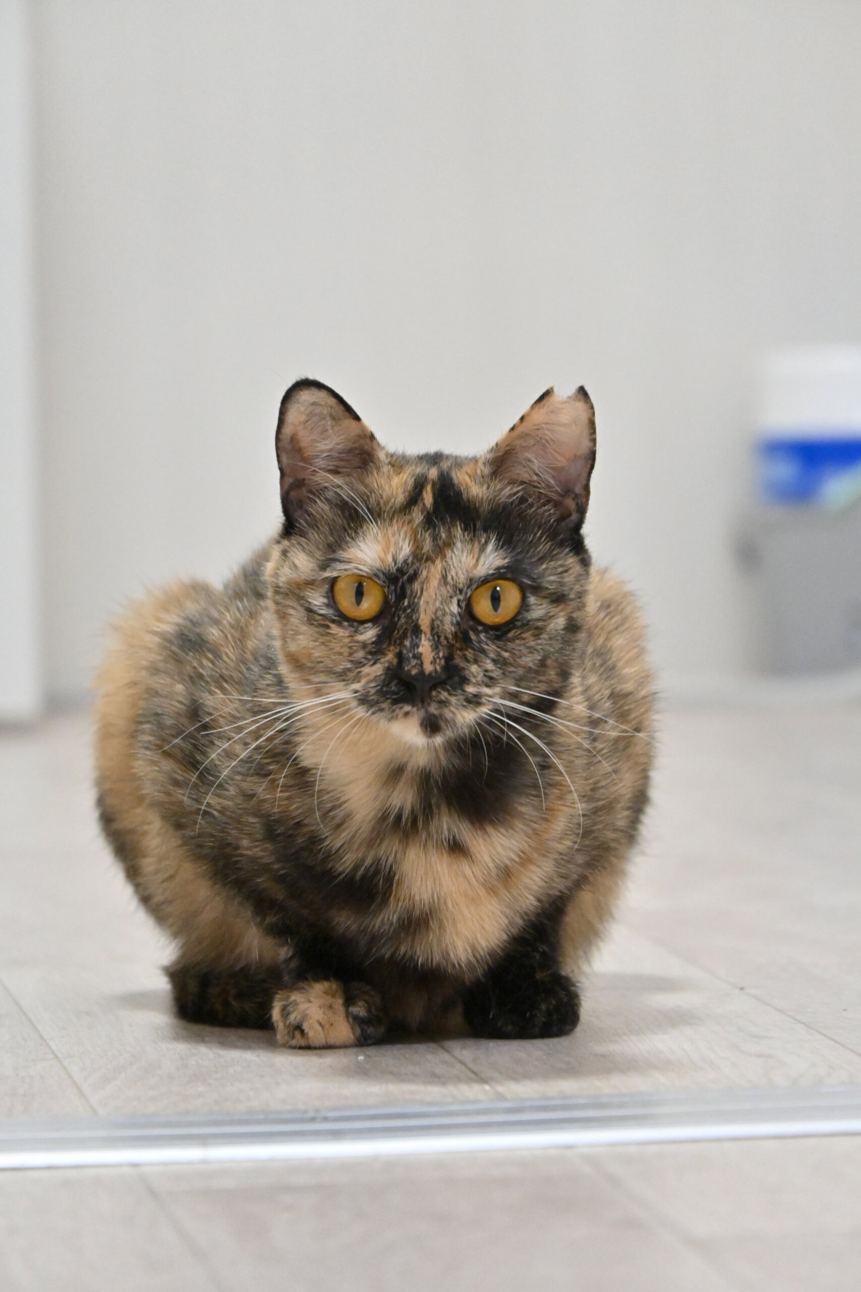 【譲渡決定】きゅみ：人に興味津々の小顔女子