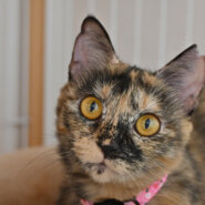 【譲渡決定】ビジ：小柄ながら大物の気配