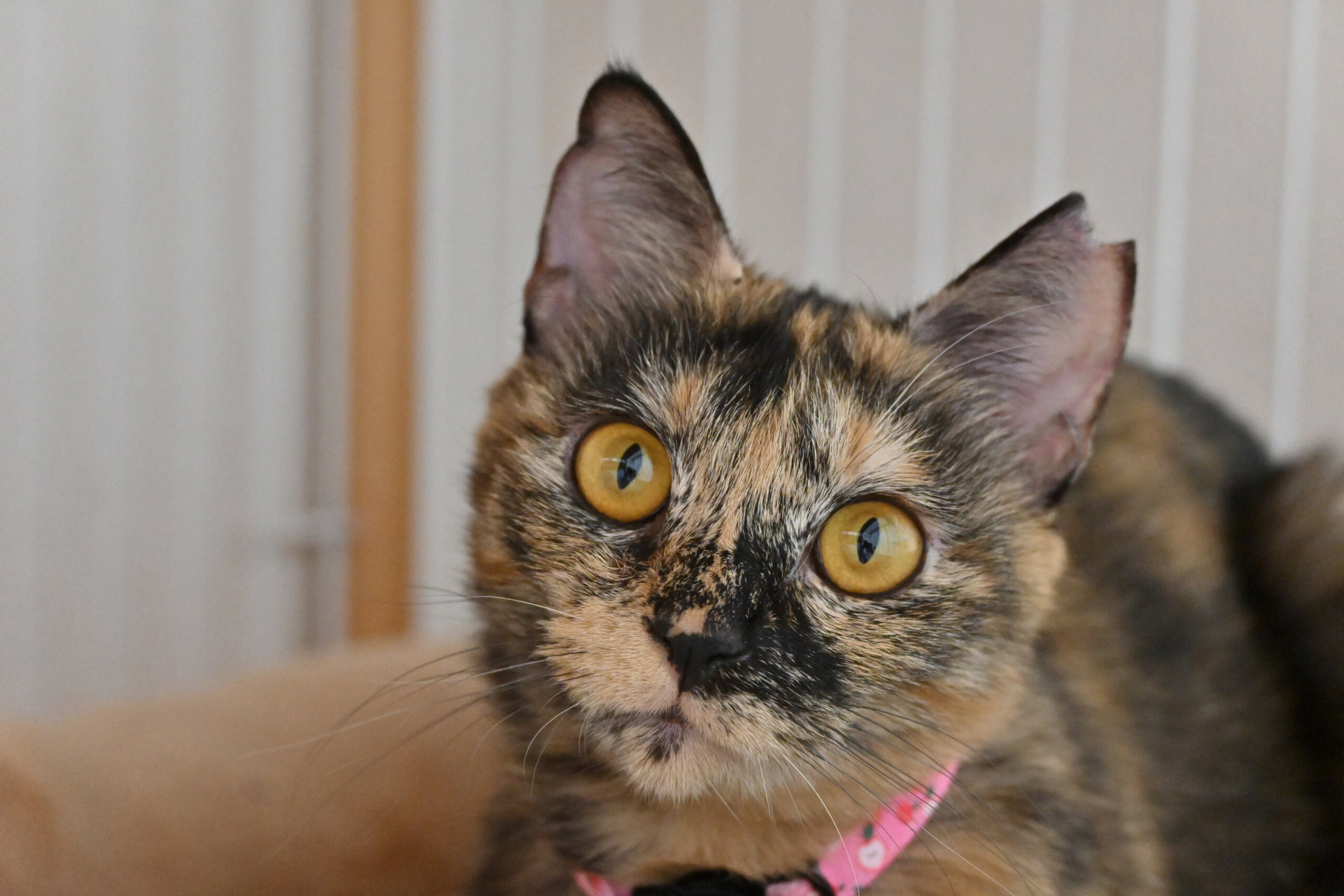 【譲渡決定】ビジ：小柄ながら大物の気配