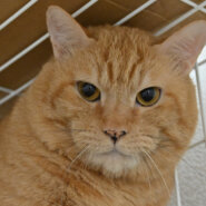 【譲渡決定】ツム：実は甘えん坊の貴公子