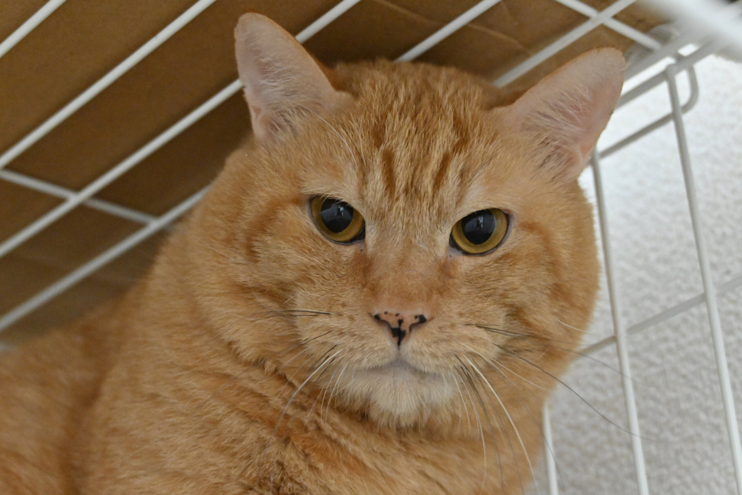 【譲渡決定】ツム：実は甘えん坊の貴公子