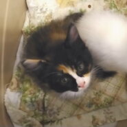 やんちゃで可愛い黒ミケちゃん