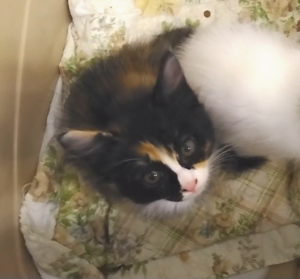 やんちゃで可愛い黒ミケちゃん