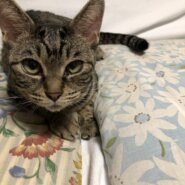 鳴き声が可愛いです（女の子）