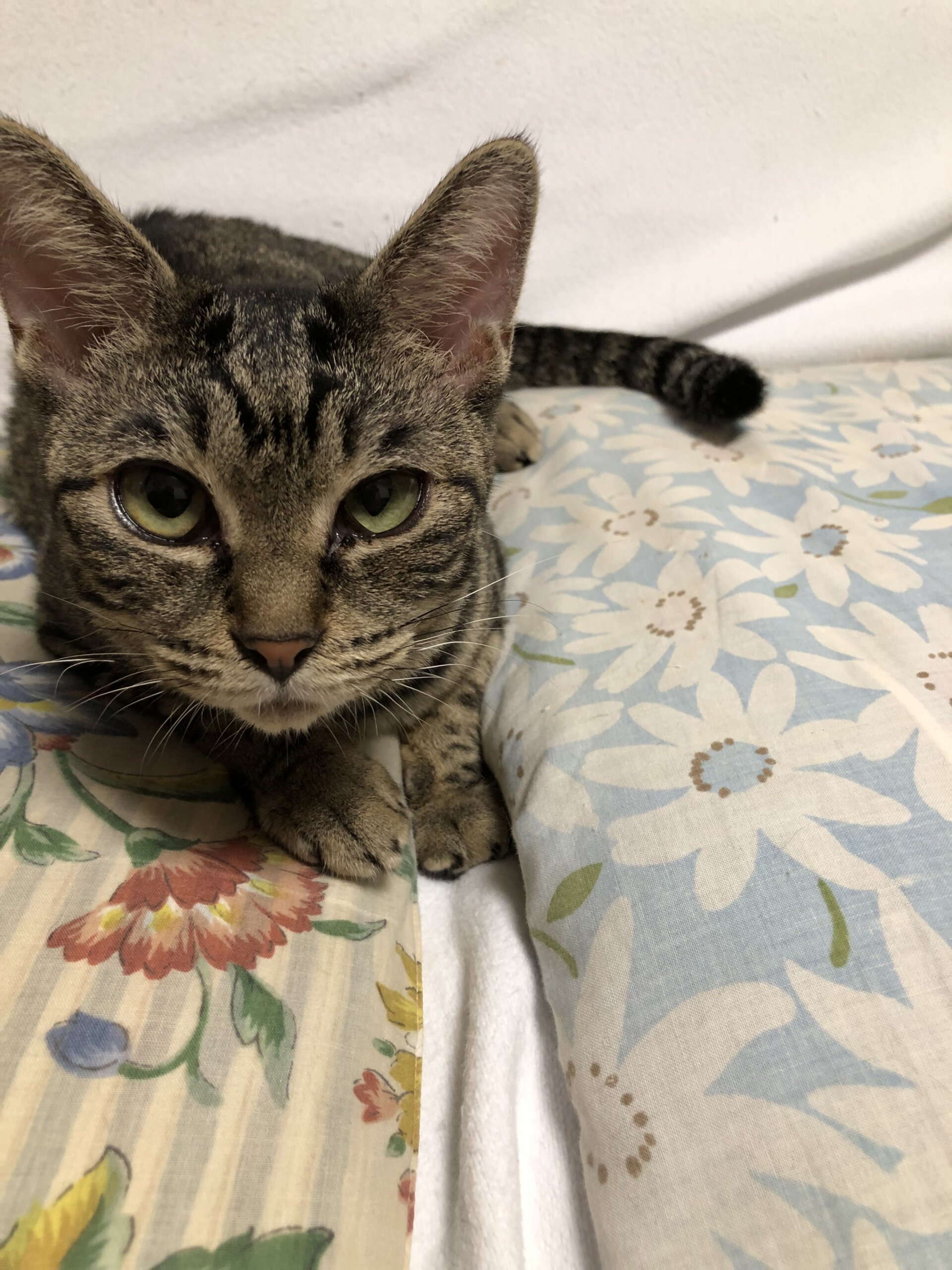 鳴き声が可愛いです（女の子）