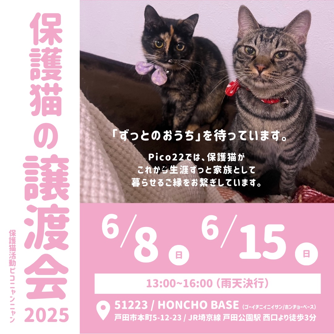 保護猫の譲渡会
