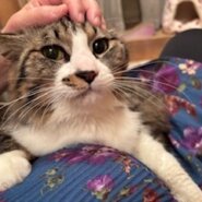 お顔も性格も可愛い甘えん坊長毛クルーズ！