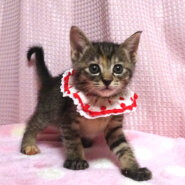 生後間もなく保護され、ミルクから育てたキジトラ★マリちゃん1カ月半