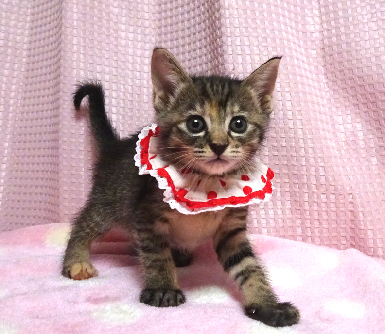 生後間もなく保護され、ミルクから育てたキジトラ★マリちゃん1カ月半