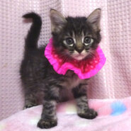 生後間もなく保護され、ミルクから育てた黒キジ★メイちゃん1カ月半