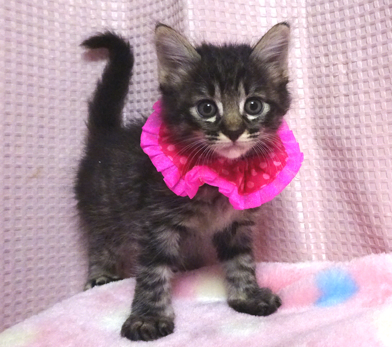 生後間もなく保護され、ミルクから育てた黒キジ★メイちゃん1カ月半