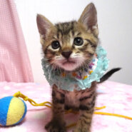 生後間もなく保護され、ミルクから育てたキジトラ★レオくん1カ月半