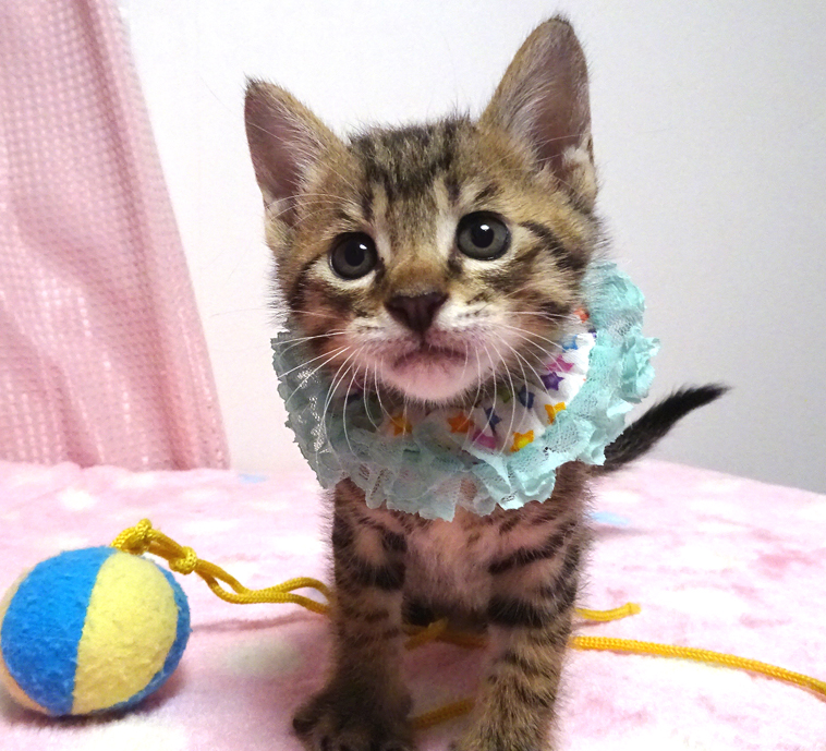 生後間もなく保護され、ミルクから育てたキジトラ★レオくん1カ月半