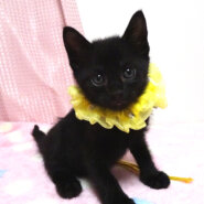 生後間もなく保護され、ミルクから育てた黒子猫★ペガくん1カ月半