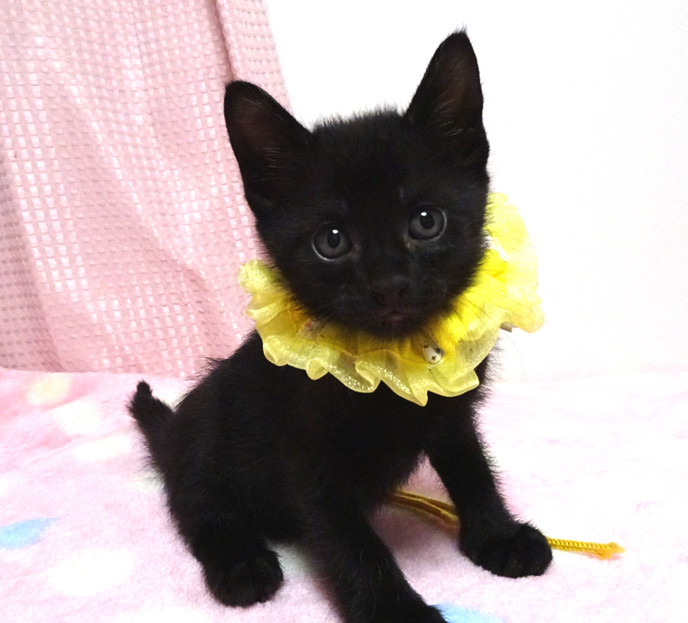 生後間もなく保護され、ミルクから育てた黒子猫★ペガくん1カ月半