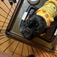 子供大好きフレブルちゃん