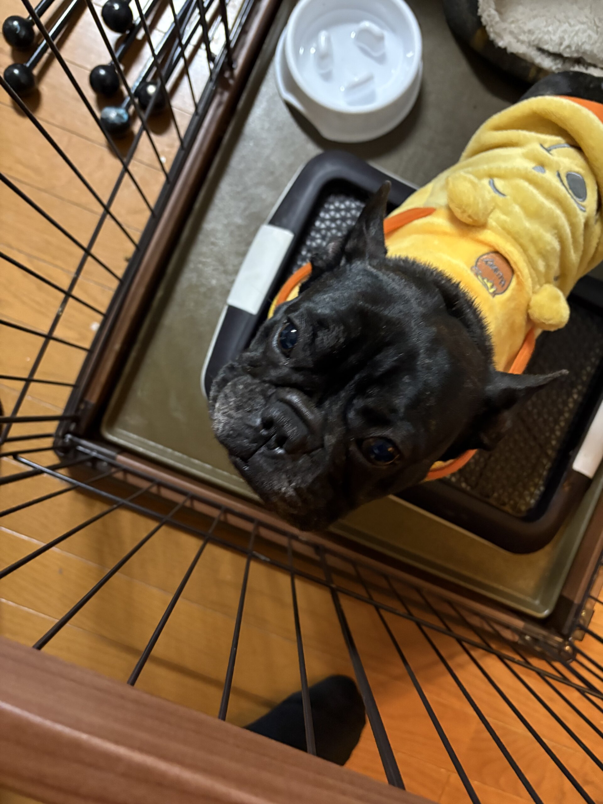 子供大好きフレブルちゃん