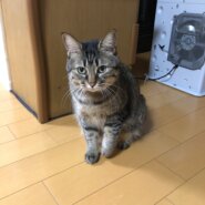 急募 8歳のちゃこ です。