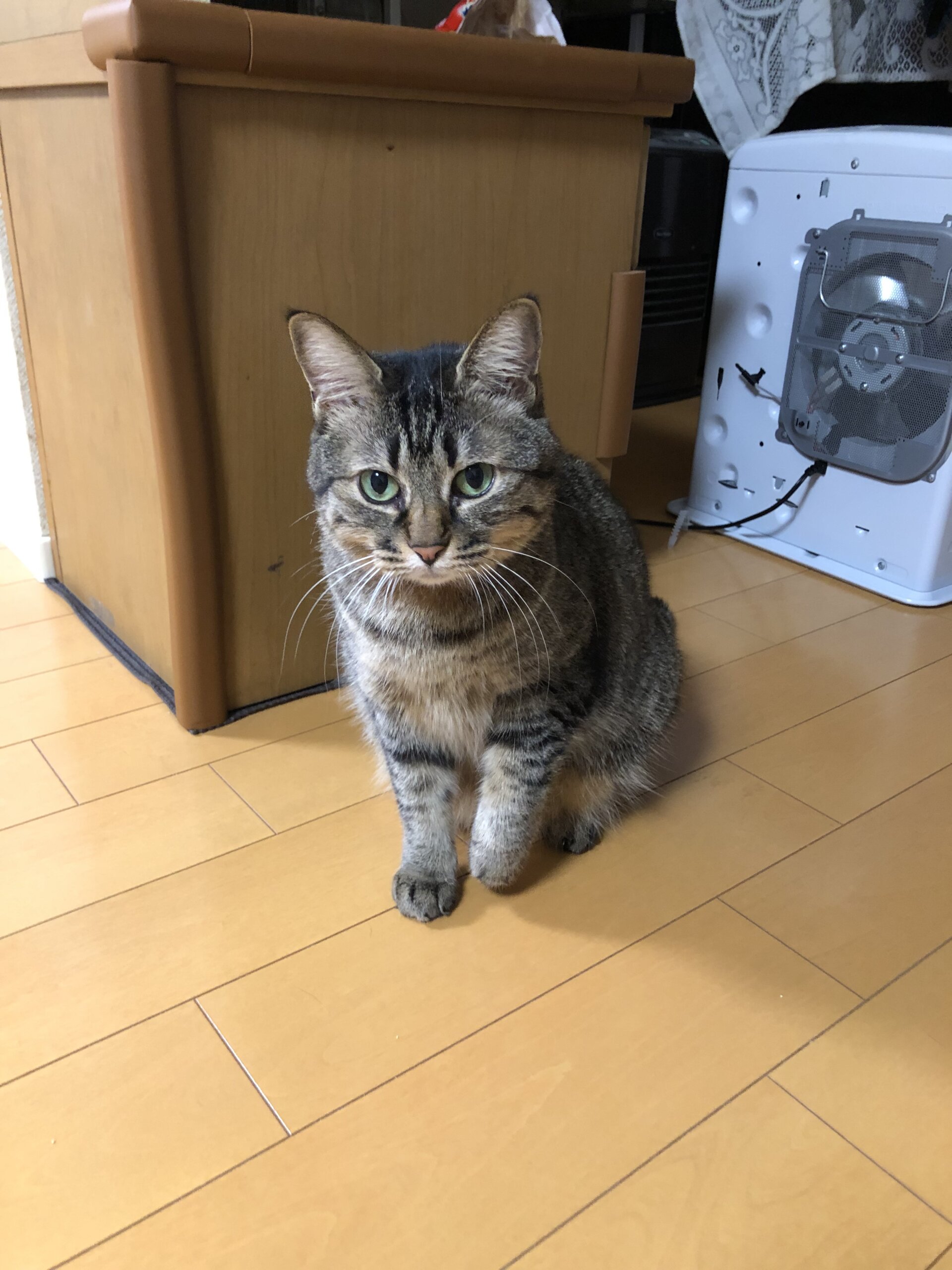 急募 8歳のちゃこ です。