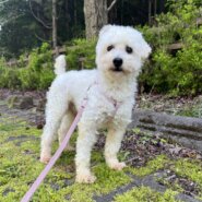 ビショマル　凜　里親募集